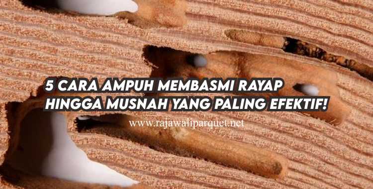 cara basmi rayap