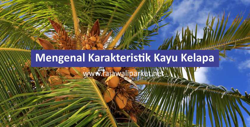 mengenal kayu kelapa