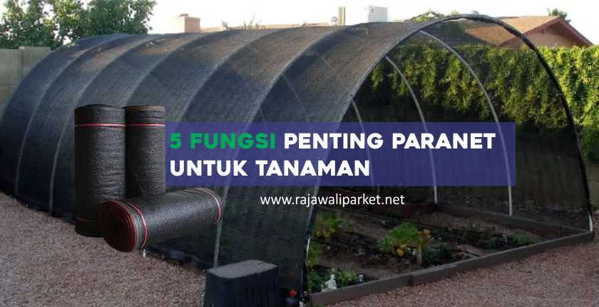 Fungsi paranet
