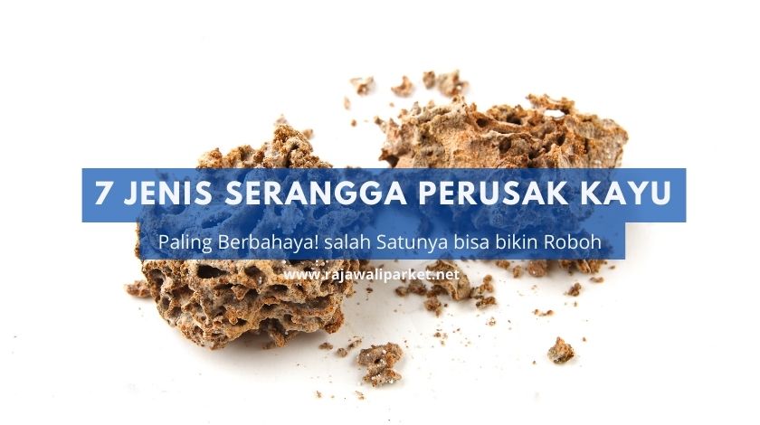 Jenis Serangga perusak kayu