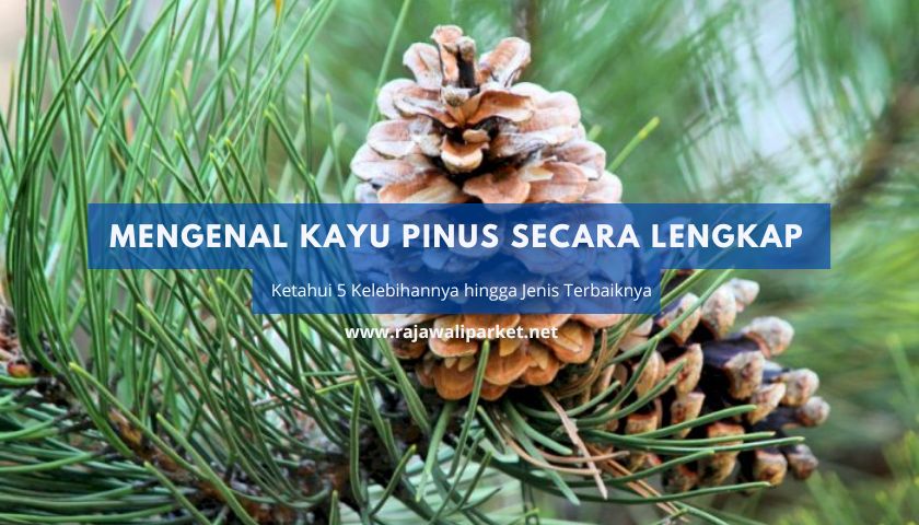 Mengenal kayu pinus