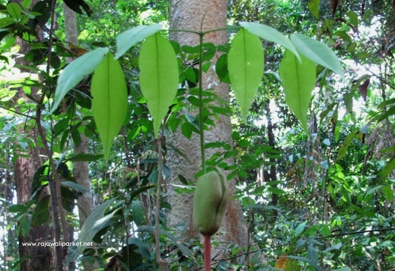 pohon kayu merbau