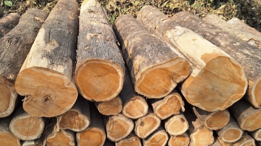 Kayu Bengkirai Vs Kayu Jati